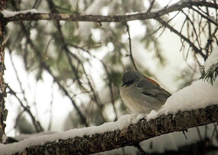 Wildlife Greeting Card featuring the photograph Songbird in Winter by Laura Putman