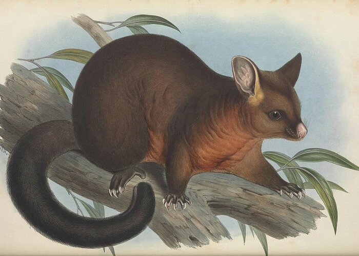 Australia Greeting Card featuring the drawing Sooty Opossum by John Gould
