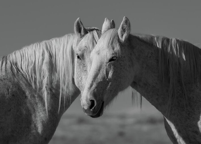 Wild Horses Greeting Card featuring the photograph Soul Sisters by Mary Hone