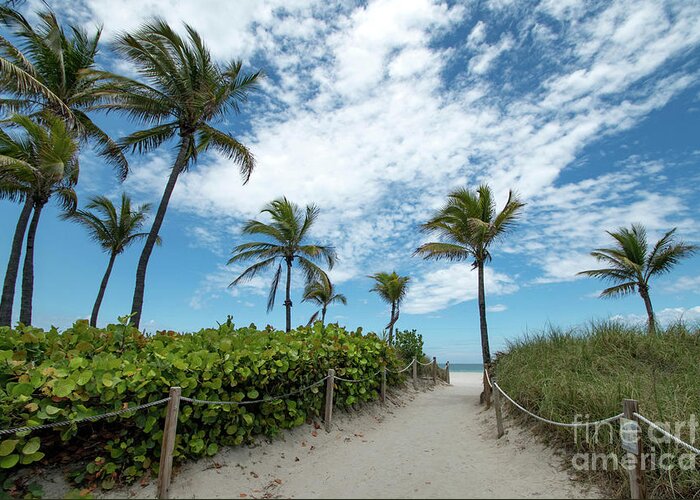 Palm Greeting Card featuring the photograph South Beach Miami, Florida Beach Entrance with Palm Trees by Beachtown Views