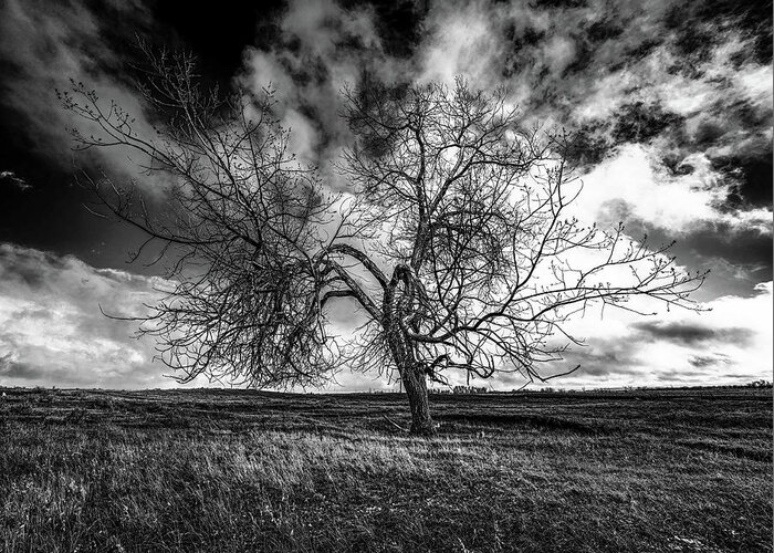 Tree Greeting Card featuring the photograph South Monochrome by Darcy Dietrich