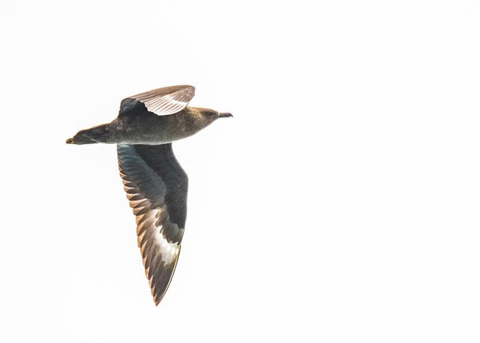 03feb20 Greeting Card featuring the photograph South Polar Skua In Flight by Jeff at JSJ Photography