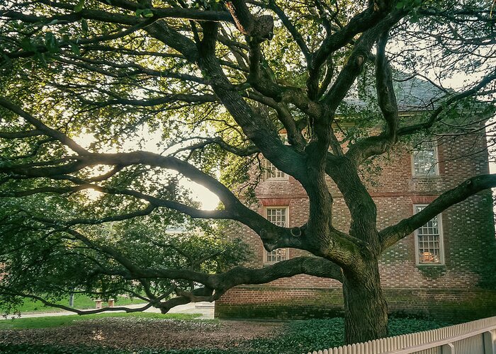 President's House Greeting Card featuring the photograph Southern Live Oak at William and Mary by Rachel Morrison