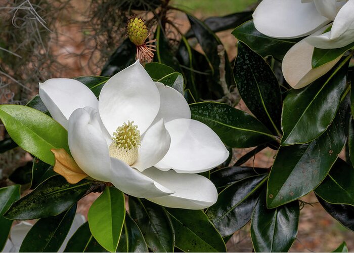 Southern Magnolia Greeting Card featuring the photograph Southern Magnolia Flower by Bradford Martin