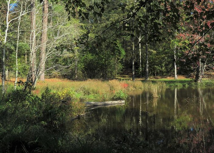 Pond Greeting Card featuring the photograph Southern Pond Sojourn by Ed Williams