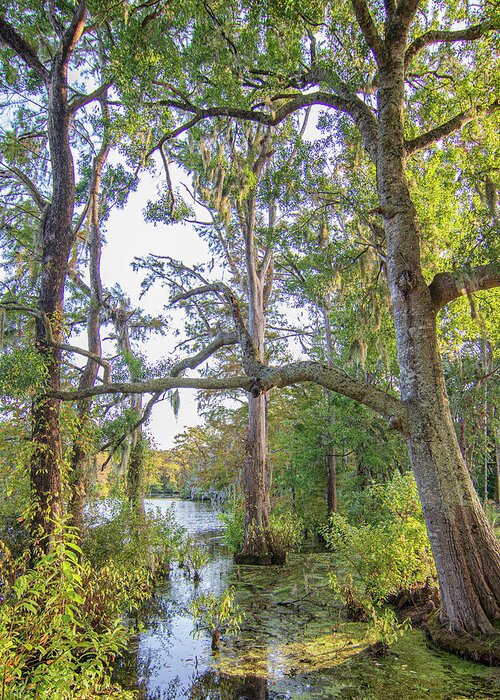 Mill Pond Greeting Card featuring the photograph Southern Swamp at Brock Mill Pond - Trenton NC by Bob Decker