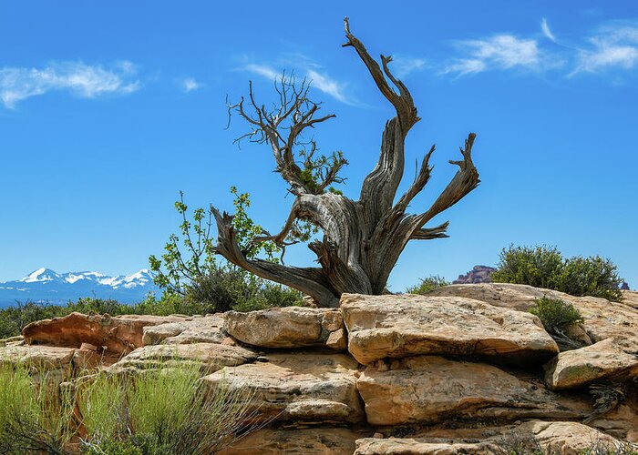 Juniperus Osteosperma Greeting Card featuring the photograph Southwestern Juniper Tree by Anthony Sacco
