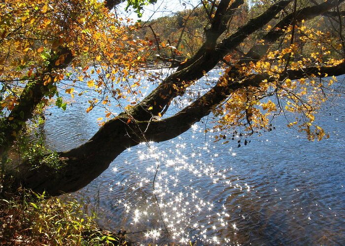 Haw River Greeting Card featuring the photograph Sparkling River by Shirley Galbrecht