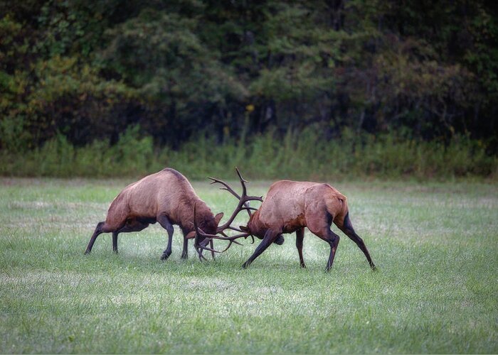 Great Smoky Mountains National Park Greeting Card featuring the photograph Sparring Elk #3 by Robert J Wagner