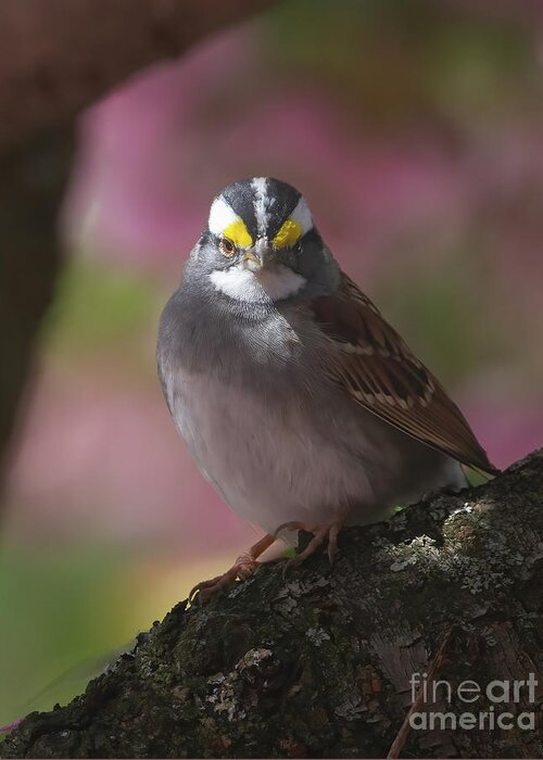 Sparrows Greeting Card featuring the photograph Sparrow in Spring by Chris Scroggins