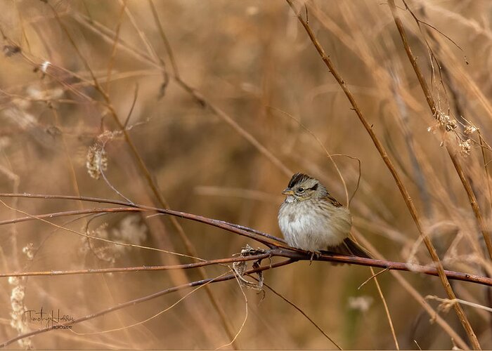  Greeting Card featuring the photograph Sparrow in Winter by Timothy Harris
