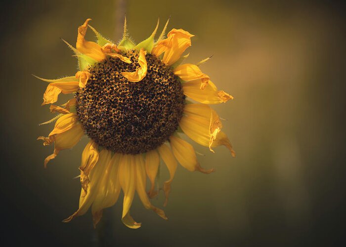 Sunflower Greeting Card featuring the photograph Spent Sunflower by The Forests Edge Photography - Diane Sandoval