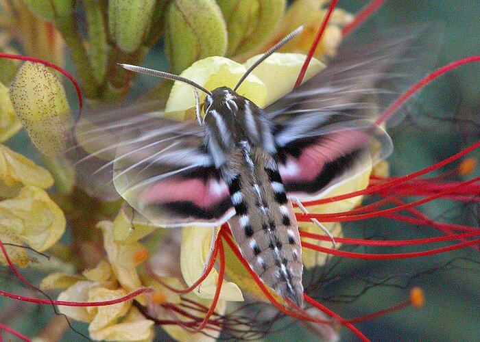 Sphinx Moth Greeting Card featuring the photograph Sphinx Moth by Perry Hoffman