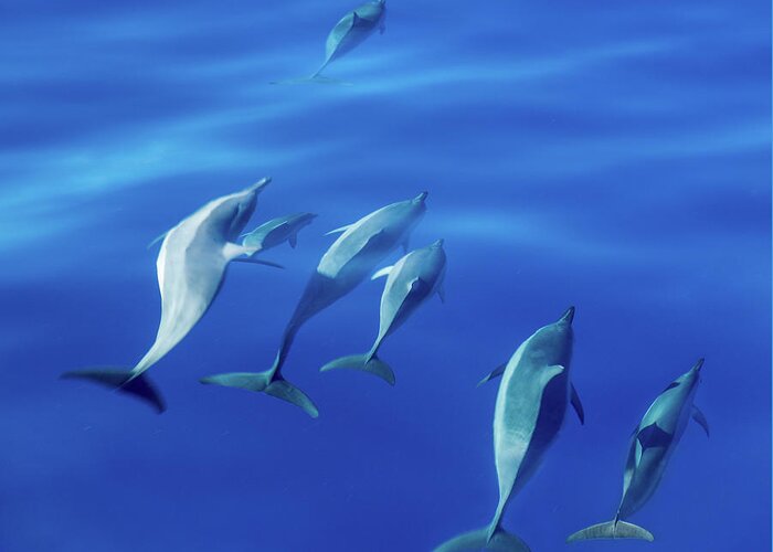 Animal Greeting Card featuring the photograph Spinner dolphins off coast of Kauai with leader clearly winning by Steven Heap