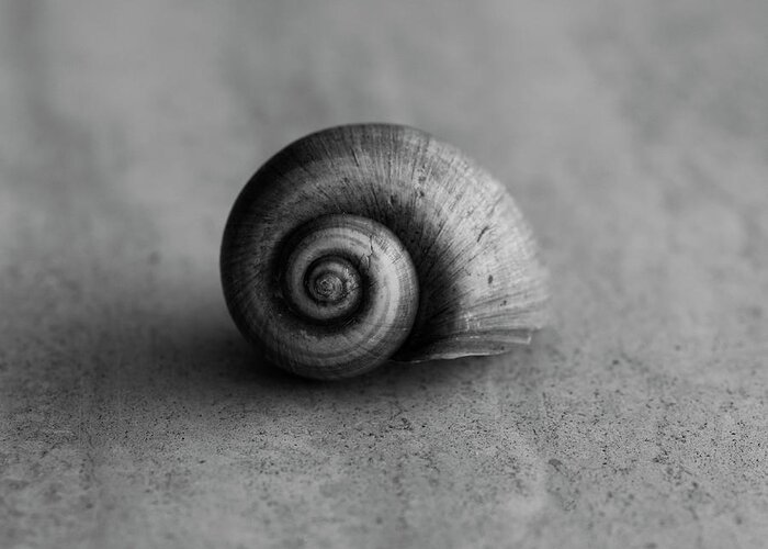 Shell Greeting Card featuring the photograph Spiral Shell Black and White by Laura Fasulo