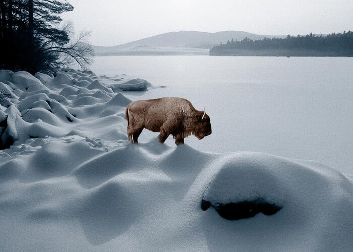 Buffalo Greeting Card featuring the photograph Spirit Buffalo Before a Frozen Lake by Wayne King