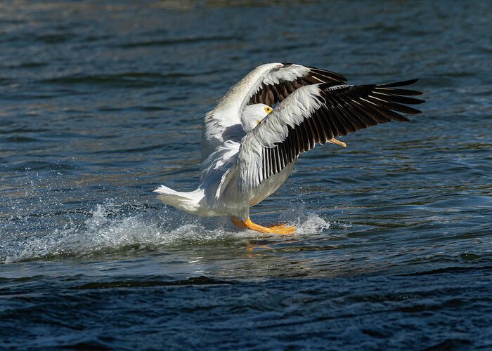 American White Pelican Greeting Card featuring the photograph Splash Down 2016 by Thomas Young