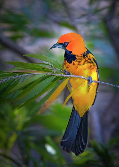 Spot Breasted Oriole Greeting Card featuring the photograph Spot Breasted Oriole Perch by Mark Andrew Thomas