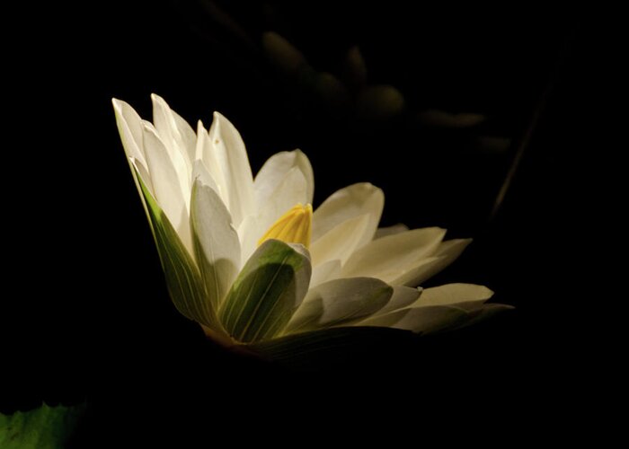 Floral Greeting Card featuring the photograph Spotlight on Waterlily Nature Floral Botanical Night Photo by PIPA Fine Art - Simply Solid