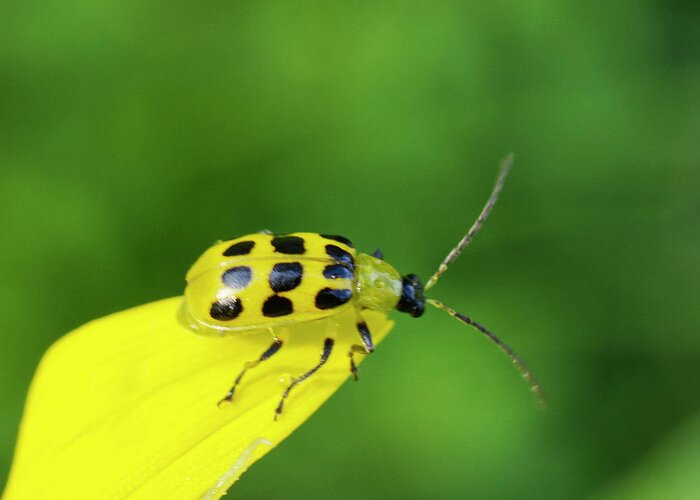 Nature Greeting Card featuring the photograph Spotted Cucumber Beetle on yellow leaf by Iris Richardson