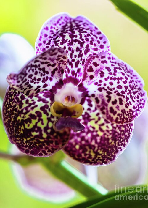 Ascda Kulwadee Fragrance Greeting Card featuring the photograph Spotted Vanda Orchid Flowers by Raul Rodriguez