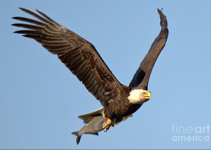 Conowingo Greeting Card featuring the photograph Spring 2023 Eagle With A Fresh Catch by Adam Jewell