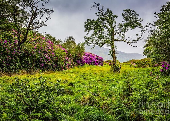 Rhododendron Blossom Greeting Card featuring the photograph Spring at Killarney National Park by Eva Lechner