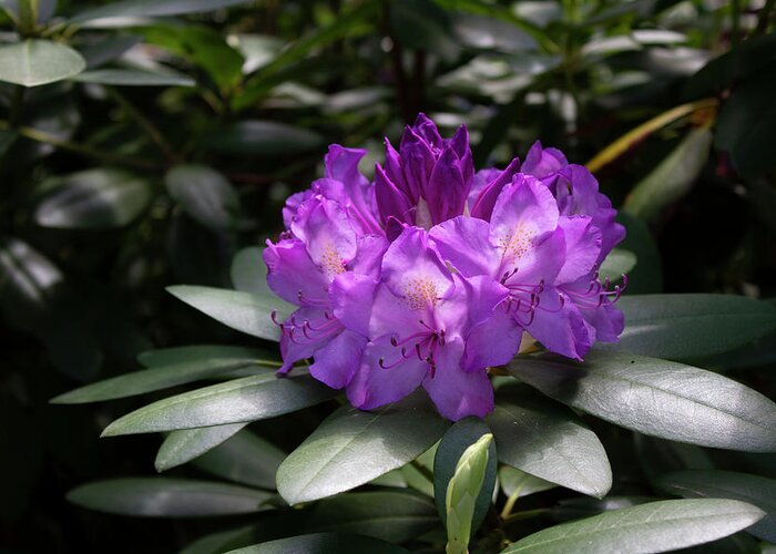 Close Up Color Photography Of A Rhododendron Blossom. Greeting Card featuring the photograph Spring Blossom by Geoff Jewett