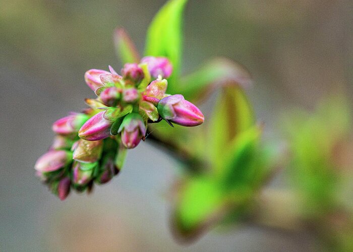 Plant Greeting Card featuring the photograph Spring Buds - Pink by Amelia Pearn