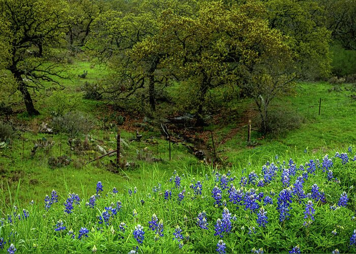 Texas Bluebonnets Greeting Card featuring the photograph Spring Day Blues by Johnny Boyd