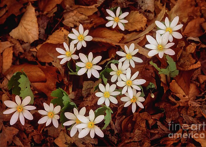 Signs Of Spring Greeting Card featuring the photograph Spring ephemeral Bloodroot cluster FL4508-2 by Mark Graf