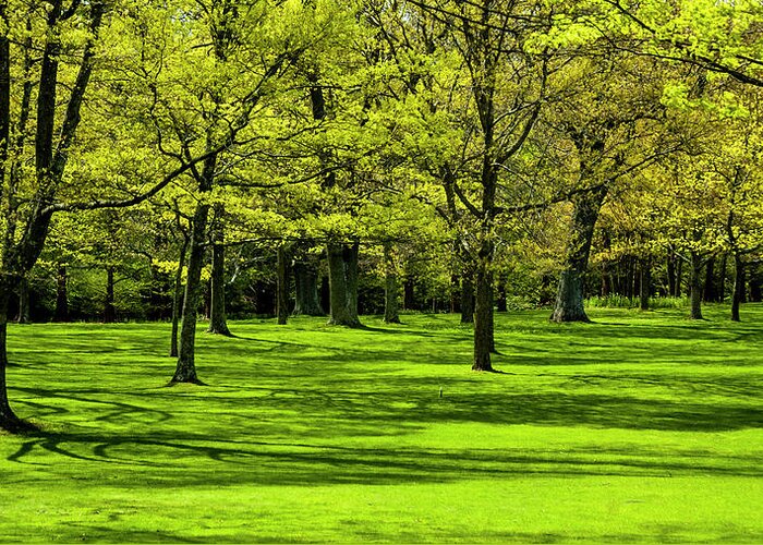 Park Greeting Card featuring the photograph Spring Greenery by Cathy Kovarik