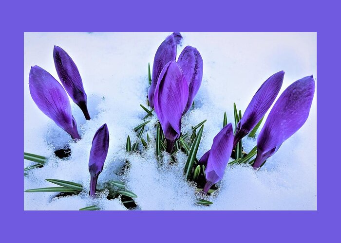 Buds Greeting Card featuring the photograph Spring in February by Angela Davies