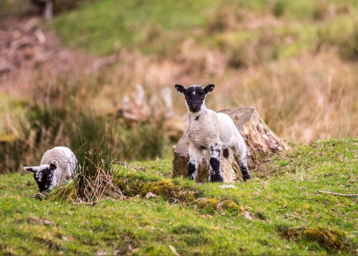 Lambs Greeting Card featuring the photograph Spring lambs by Daniel Letford