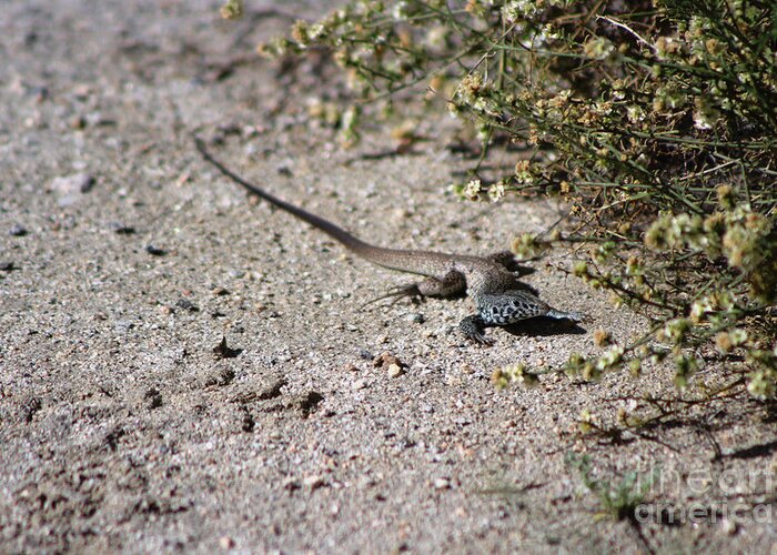 Lizard Greeting Card featuring the photograph Spring Lizard Coachella Valley Wildlife Preserve by Colleen Cornelius