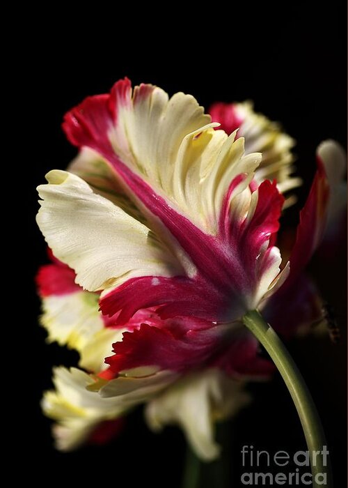 Parrot Tulip Greeting Card featuring the photograph Spring Parrot Tulip by Joy Watson