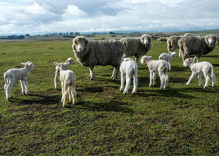 Sheep Greeting Card featuring the photograph Springtime Babies - High Country Sheep Muster, South Island, New Zealand by Earth And Spirit
