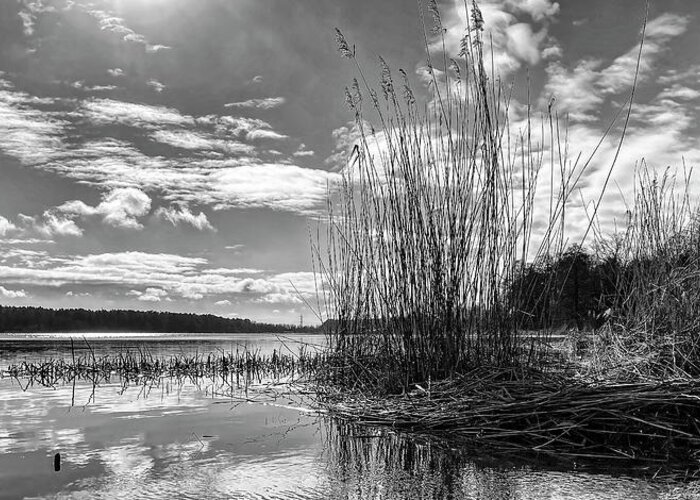 Nature Photography Greeting Card featuring the photograph Spring Riverside In Black And White by Aleksandrs Drozdovs