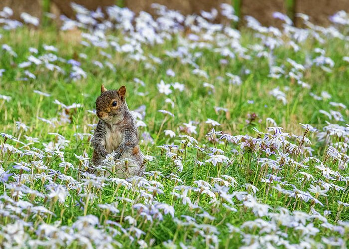 Star Flower Greeting Card featuring the photograph Spring Star Flowers and a Squirrel by Rachel Morrison