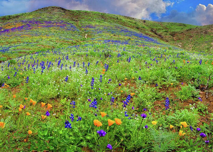 California Wildflowers Greeting Card featuring the photograph Spring Wonders in Malibu Panorama by Lynn Bauer