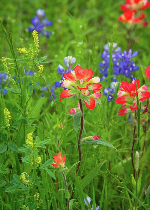 Texas Wildflowers Greeting Card featuring the photograph Spring's Soothing Balm by Lynn Bauer