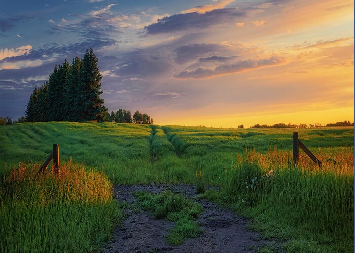 Landscape Greeting Card featuring the photograph Springtime and everything is coming up green by Dan Jurak