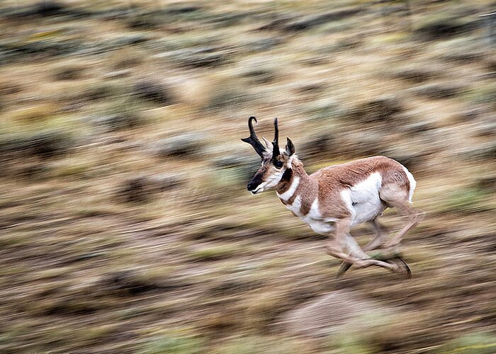Antelope Greeting Card featuring the photograph Sprinting Antelope by Sam Sherman