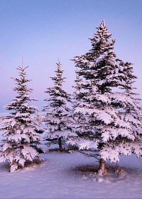 Dawn Greeting Card featuring the photograph Spruce trees on a winter dawn by Phil And Karen Rispin