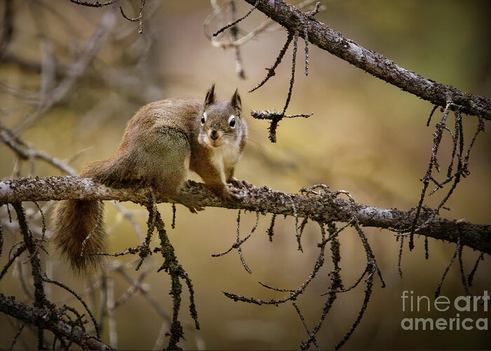 Squirrel Greeting Card featuring the photograph Squirrel trying to blend in by Thomas Nay