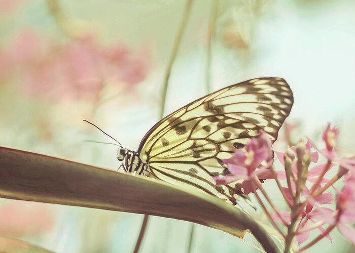 Butterfly Greeting Card featuring the photograph Stained Glass Wings by Carrie Ann Grippo-Pike