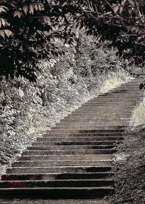 Stairs B&w Outdoors Bushes Greeting Card featuring the photograph Stairs1 by John Linnemeyer