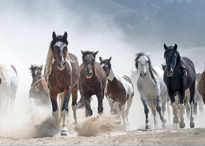 Stallion Greeting Card featuring the photograph Stampede. by Paul Martin