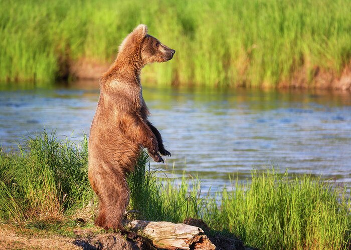 Alaska Greeting Card featuring the photograph Standing Grizzly Bear - 1 by Alex Mironyuk