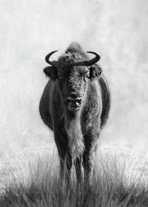 European Bison Greeting Card featuring the photograph Stare down with a Bison by Patrick Van Os